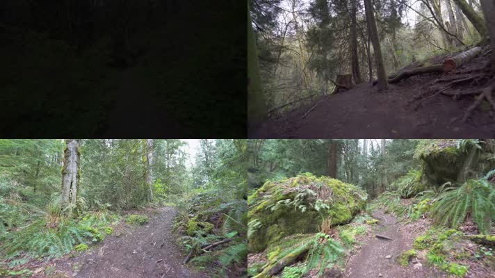 4K林中散步穿梭森林惬意户外运动