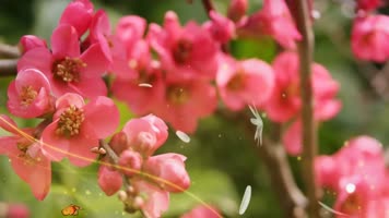 女人花配乐成品38妇女节