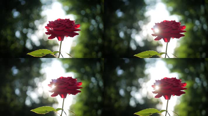  唯美花朵 玫瑰  