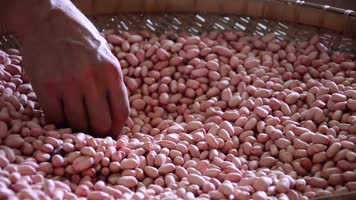 剥花生花生米花生果粮食农粮种子农业素材 剥花生花生米花生果粮食农粮种子农业素材