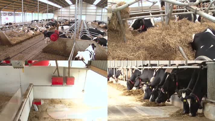 奶牛养殖场养殖基地乳业公司