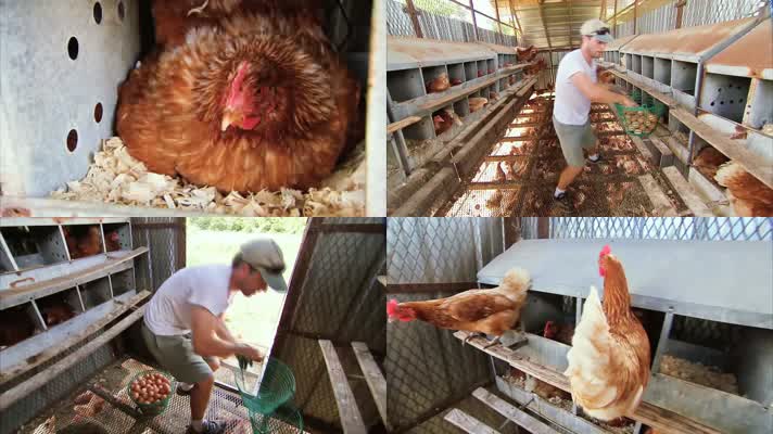养鸡场农场里有机鸡蛋收集