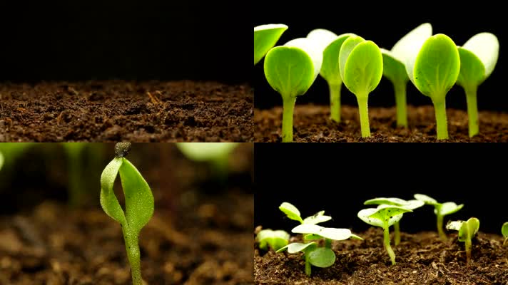 种子发芽生长植物生长绿色生命诞生