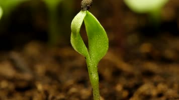 种子发芽生长植物生长绿色生命诞生 种子发芽生长植物生长绿色生命诞生