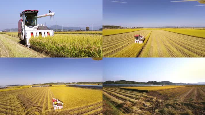 黄金稻田机械化收割作业农业科技