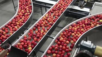 苹果清洗包装设备流水线作业工厂水果加工厂 苹果清洗包装设备流水线作业工厂水果加工厂
