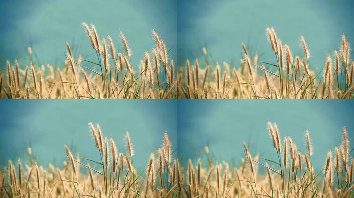 枯草野草狗尾草