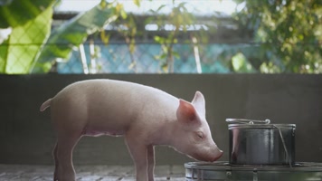 畜牧养殖奶牛猪动物3D动画 畜牧养殖奶牛猪动物3D动画