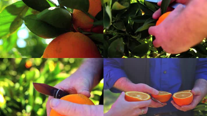 鲜橙子水果果园种植成熟农业丰收