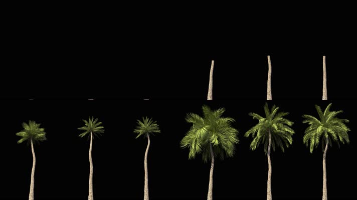 【HD】椰子树05(带透明通道)