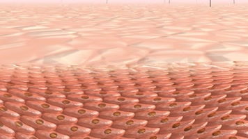 4K超清皮肤毛孔细胞化妆品脂肪广告