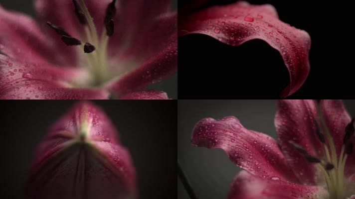 桃红色百合花露珠花蕊特写视频实拍素材