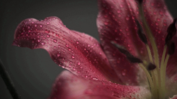 桃红色百合花露珠花蕊特写视频实拍素材
