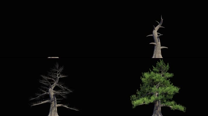 【4K】松树生长（带透明通道）