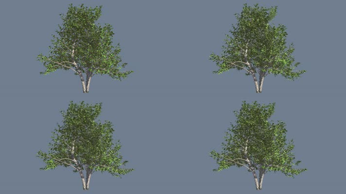 【4K】海边的树（带透明通道）