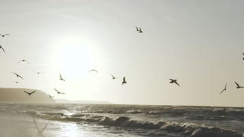 海上日出飞鸟唯美风景