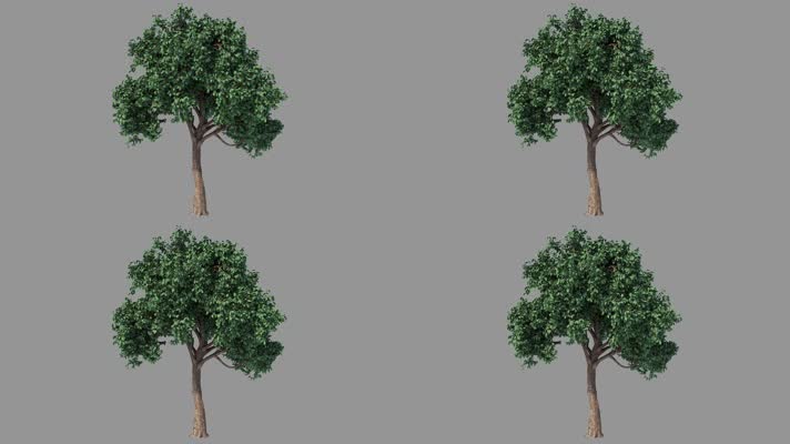 【4K】绿树（带透明通道）