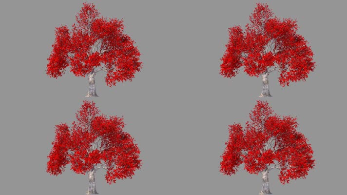 【4K】红叶树（带透明通道）