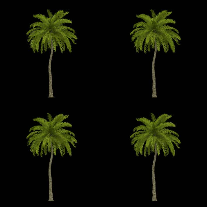 【4K】椰树（带透明通道）