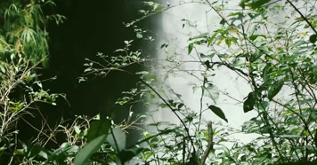 大自然绿色瀑布鸟声水声视频素材