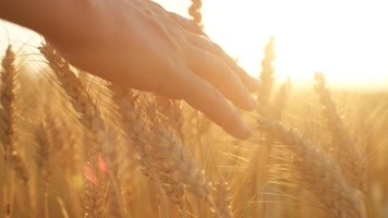 抚摸麦穗 释放身心 放飞心情  抚摸麦穗 释放身心 放飞心情