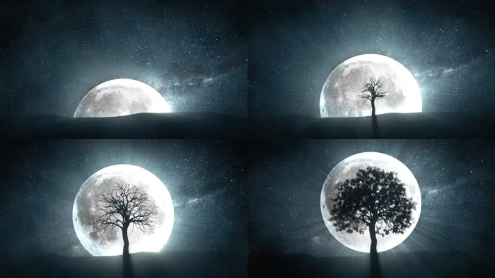 月亮树木舞台表演视频