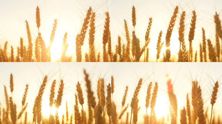 金色麦穗 风吹麦浪 金色麦地