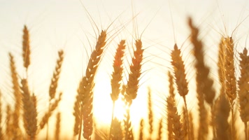 金色麦穗 风吹麦浪 金色麦地   金色麦穗 风吹麦浪 金色麦地