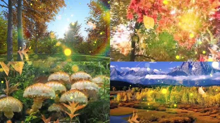 片片枫叶情配乐金秋十月金色粒子