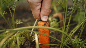 4K超清菜地菜农收货拔萝卜特写