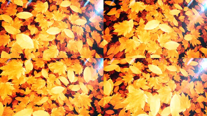 秋叶背景