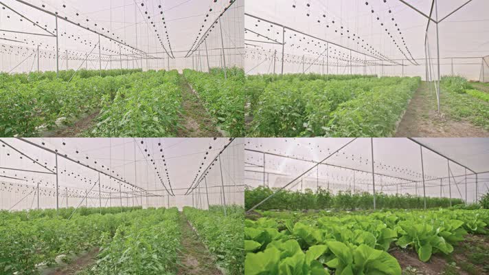 4K超清科技农业温室大棚种植蔬菜