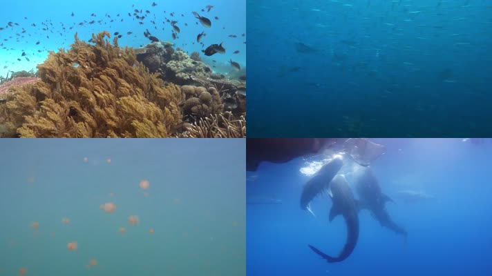 德拉旺群岛海底世界