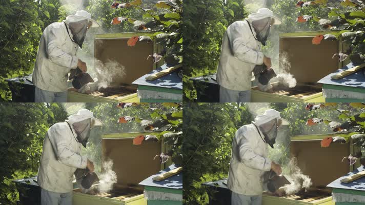 养蜂 养蜂人 喷蜜蜂烟雾 