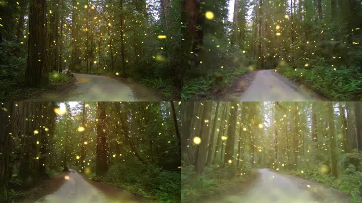 绿色森林-树林金色粒子穿梭道路背景
