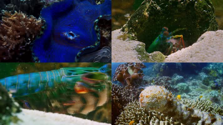 海底世界 梦幻鱼类奇观-炫彩的海底世界