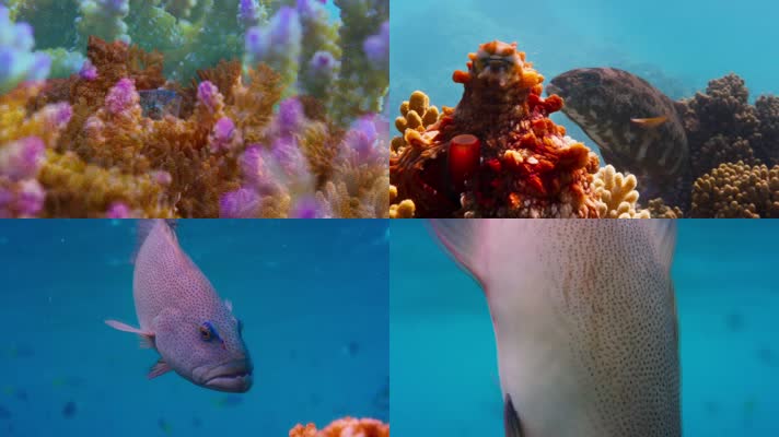海底世界-鱼食物链
