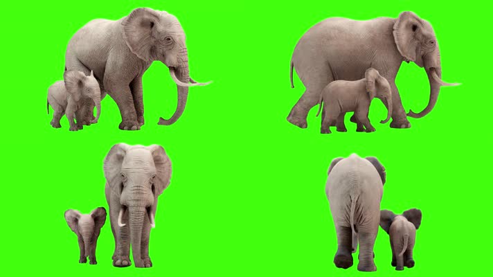4K超清绿幕3D动画逼真大象母子行走