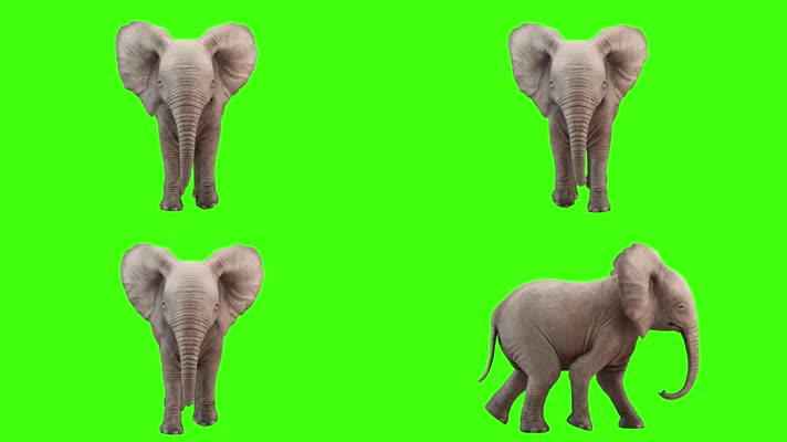 4K超清绿幕3D动画逼真大象母象行走