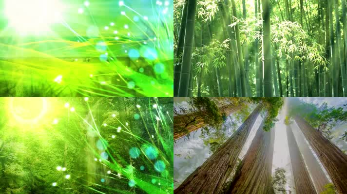 阳光树叶森林草坪大自然唯美拍摄视频素材