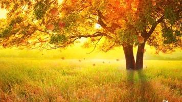 金色秋天回忆舞台舞蹈背景素材