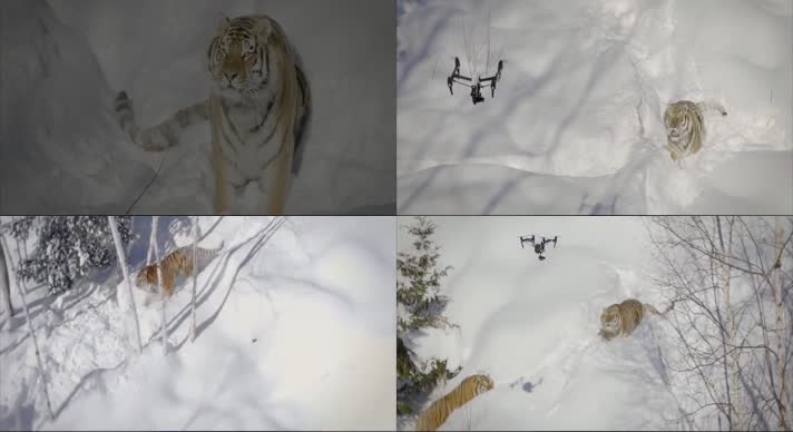 无人机延时拍摄雪山老虎震撼素材