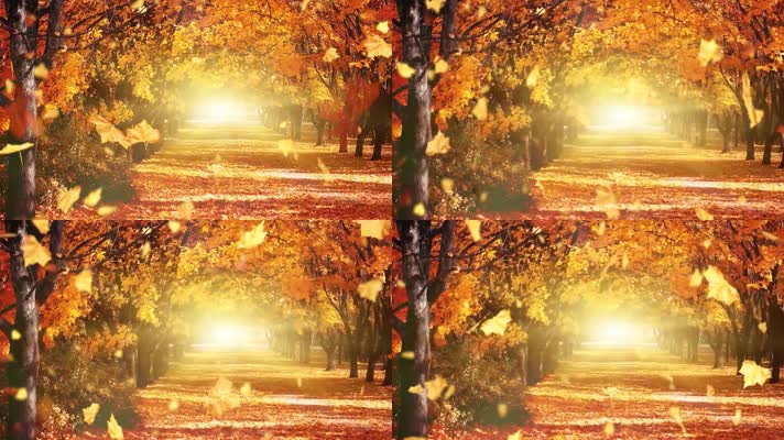 金色枫叶飘落金秋北疆