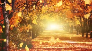 金色枫叶飘落金秋北疆