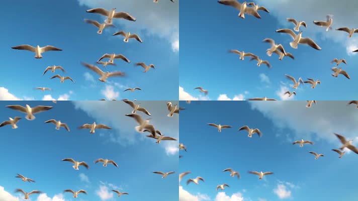海鸥 飞翔 天空 美丽的鸟 