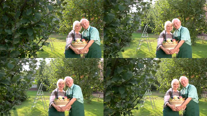 老年夫妻 采摘苹果 收货 