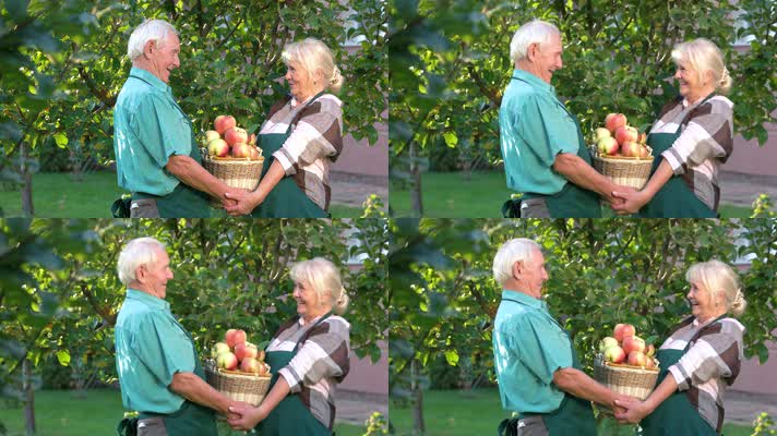 老年夫妻 采摘苹果  