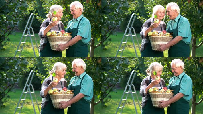 老年夫妻 采摘苹果 收货  