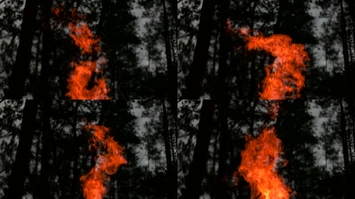 森林火焰火堆篝火失火