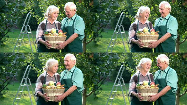 老年夫妻 采摘苹果  